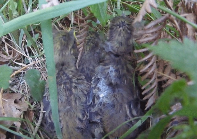 Nothing better than watching baby birds! Yellowhammer!