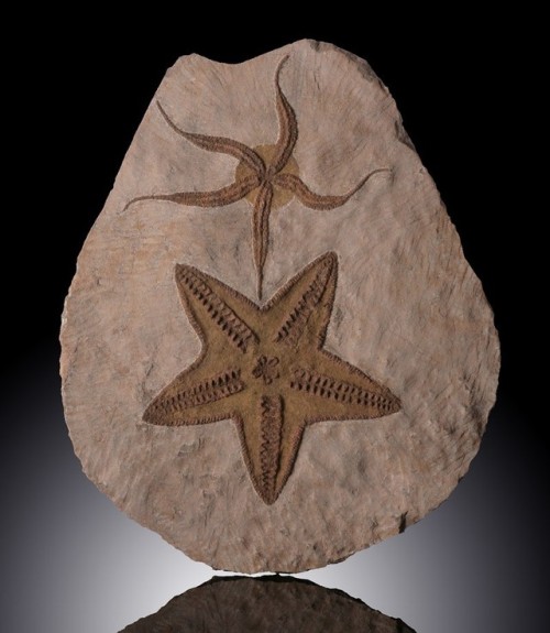 Asteroidea and Brittle Starfish Fossils on matrix (Ordovician, 488 - 433 million years) from Morocco