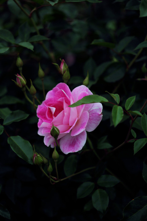 Glowing pink rose. 