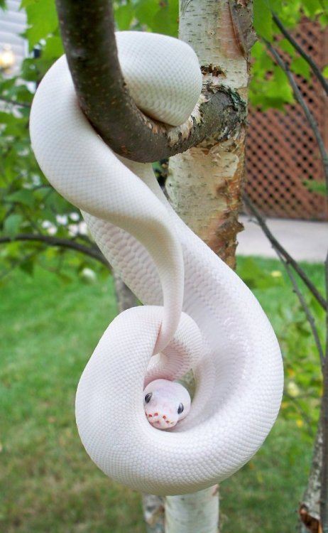 Sex meinefluchderzeit:  animals with albinism pictures