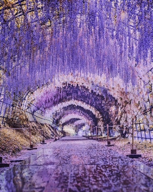floralls: Wisteria Tunnel, Kawachi Fuji Gardens, Kitakyushu, Japan. by  Kristina Makeeva