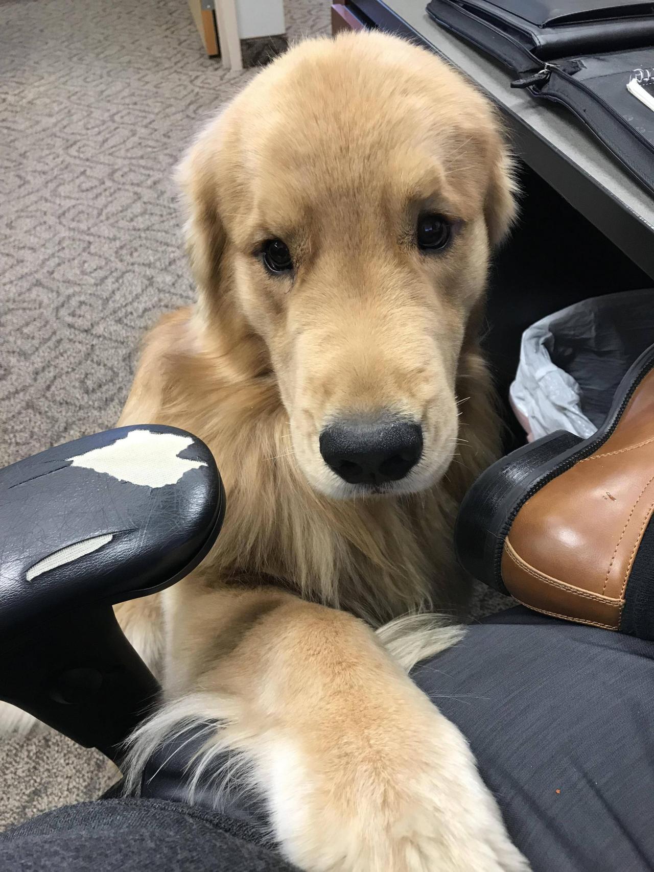 Everyone Needs an Office Dog.