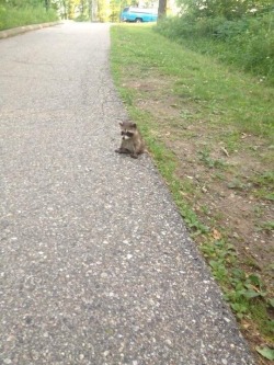 alliwannadoisbangscrew:warmsleepy:gogu:He’s sad :( why.hes not sad hes just having a sit Just One Of Those Days.Aww ;w; @vixyhoovesmod look, a trash panda needs a hug!