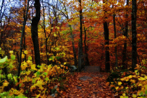 imagesbyandrew:Autumn in Gatineau | View Large | Order Prints