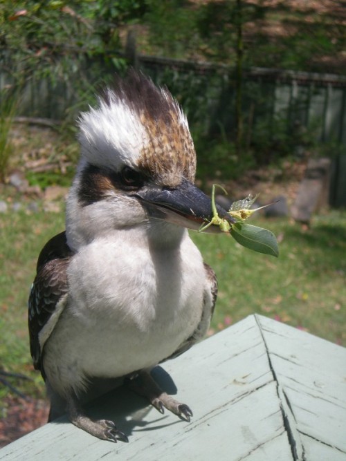 birdography: f0x: i have just learned that baby kookaburras are the cutest birds i’ve ever fuckin s