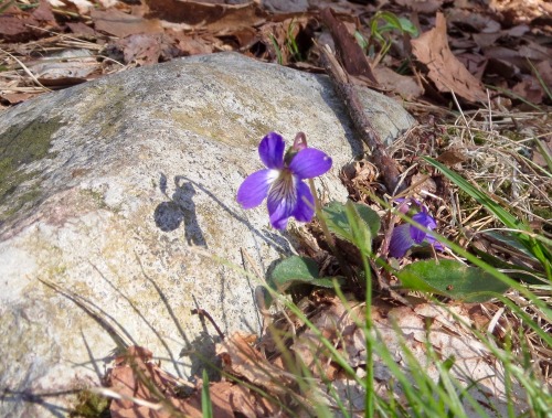 Looking forward to trails turning green and all of this little stuff along them.