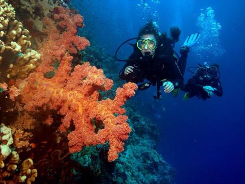 One more of Cinzia’s fun underwater shots from my trip to the Sinai. I think this was kind of 