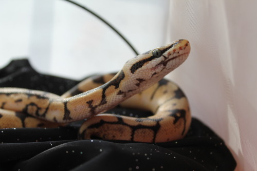 lanadelsnake:good snoot