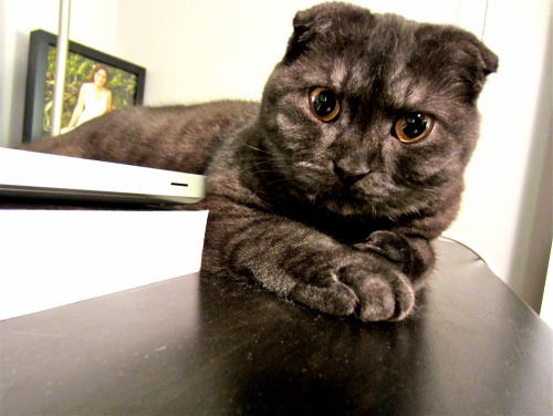 Monkey - a scottish fold from twoscotties.tumblr.com  (submitted by twoscotties)