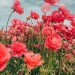 fleur-aesthetic:instagram | layeredvintage 
