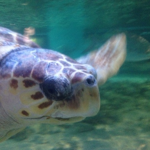 #seaturtle #aquarium