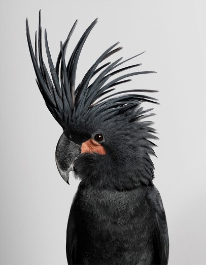 Photographs of wild cockatoos by Leila Jeffreys from her series Bioela.