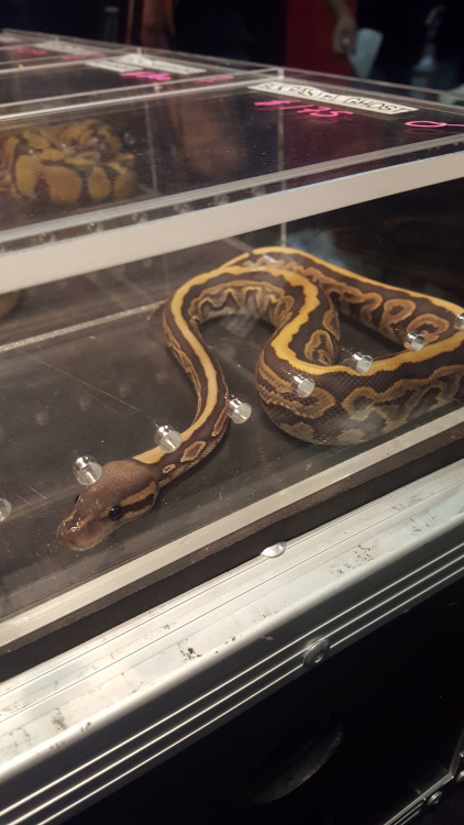 LOOK! LOOK AT KABUKI&rsquo;S SIBLINGS! Jeff Luman Reptiles was at the show! I got to talk to the