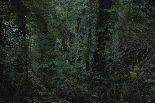 buron:Marakata Afternoon (ii)©sydburon - October ‘15