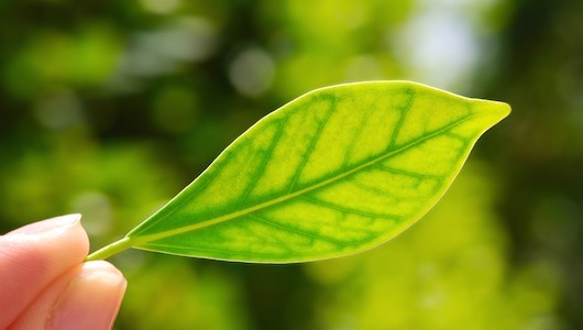 Can you identify these trees by their leaves?