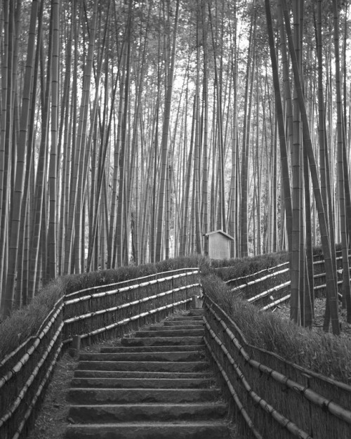 palakona: 化野念仏寺の「竹の小径」です。 いつも阪急嵐山駅が起点ですので、徒歩で祇王寺あたりが最遠でしたが、 今日は化野念仏寺と愛宕念仏寺まで行きました。 LEICA M8＋Summaron