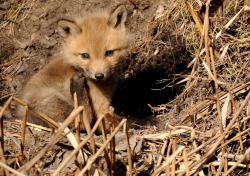 llbwwb:  Renardeau  Red Fox 23-04-13 (by r.gelly)