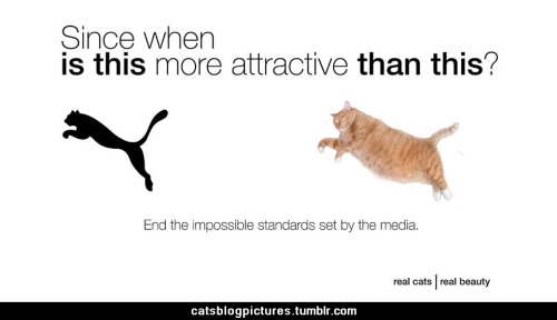 For More Cats Pictures, Go To: Http://catsblogpictures.tumblr.com