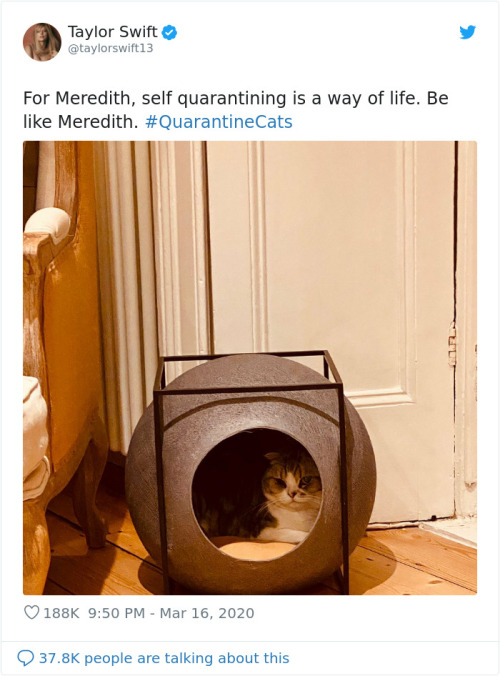awesome-picz:People Are Sharing Photos Of Their Cats In Quarantine.