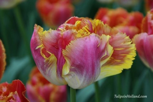 RT @tulips_holland: Happy Tulip Tuesday with Tulip Sunset Miami#travel to the #tulipsinholland spr