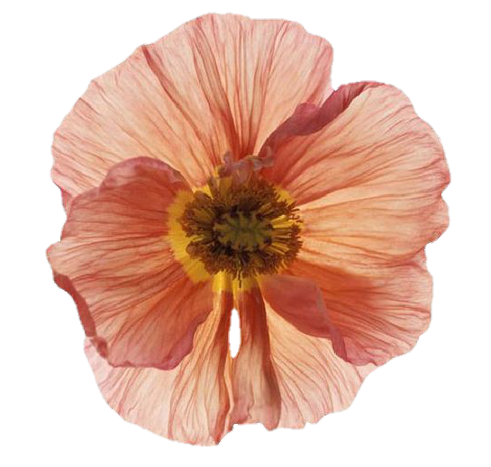 orange flower