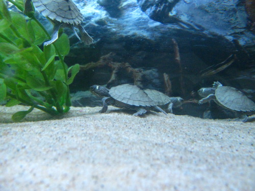 we went to a pet store and they had these tiny turtles and staff took them out so we could get better pictures babbies