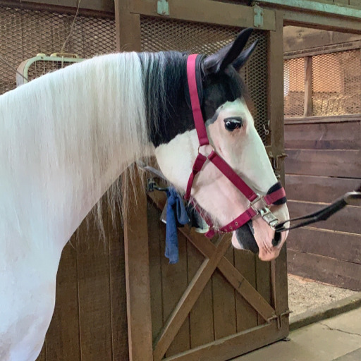 thehackneypony:my only hobby is putting horse’s forelocks into