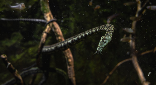 Tentacled snake, Pittsburgh zoo.This is the first time I have managed to get a good photo of one of 