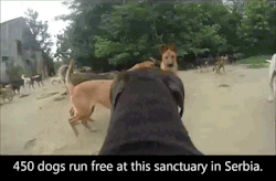 sizvideos:  Watch 450 dogs playing and being