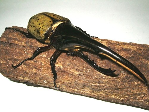 typhlonectes: Hercules beetle (Dynastes hercules), female, larva, and adult males, Central and South