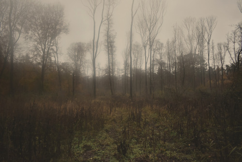 Foggy Swamp By:  ©