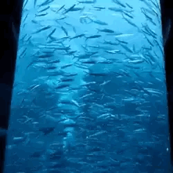 Im Not Sure If You Do Roblox Myths But If You Do Could You An Angeredfish Stimboard With Blue Marine