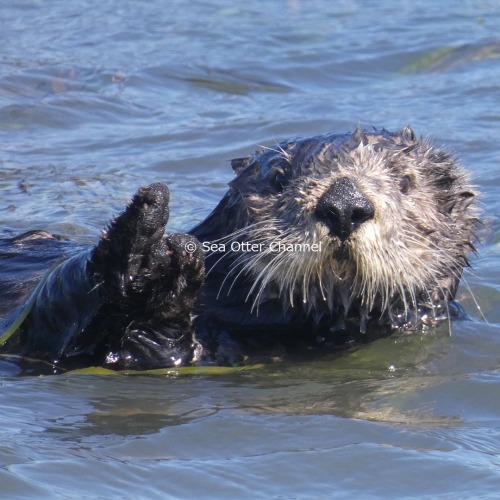 Thank you for patience. After 2 months’ absence, Sea Otter Channel is finally back!.taken from