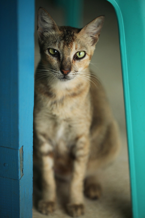 Indonesian Cat (via Agata Chybinska)