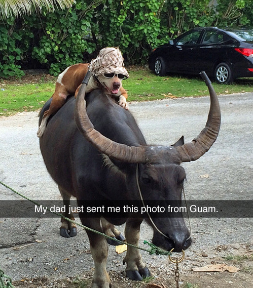 tastefullyoffensive:  He said, “ever seen a dog wearing sunglasses and a bucket
