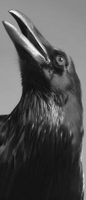 And the raven, never flitting, still is sitting,