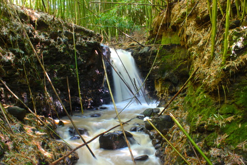 exploring in the bamboo forests of Maui…