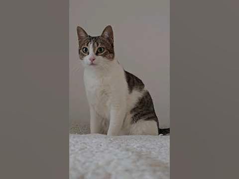 Kiki the cat in action 💚 #cat #catlover #catshorts #catvideos #kawaii #pets #catsofyoutube #cute