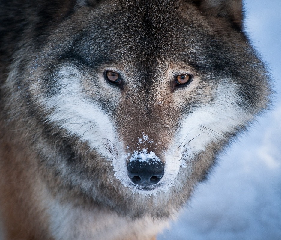 beautiful-wildlife:  Winter Wolf by Marie Mattsson