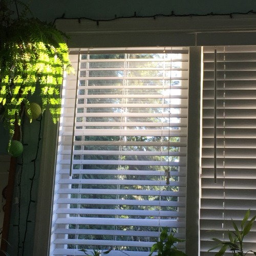 tearyplant:mouzeron:I hope you enjoy the sunshine today modest house plant.green aesthetic