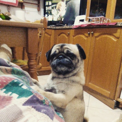 ilovepugs4ever:  Follow Dog Quotes.