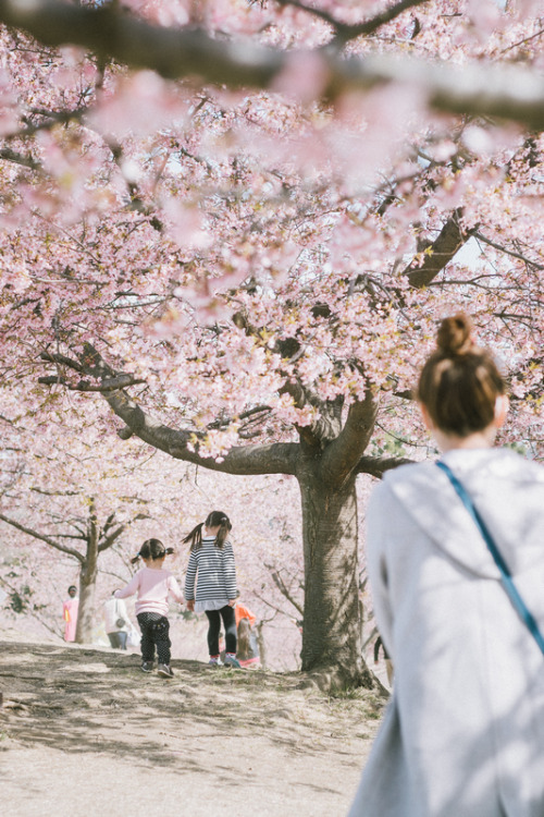 河津桜