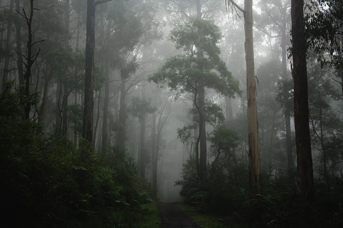 hullocolin:  Dandenong Ranges National Park, Australia Snapchat: jaccobm | Tumblr