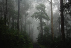 hullocolin:  Dandenong Ranges National Park,