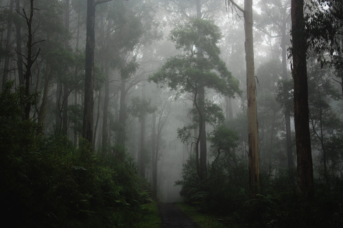 hullocolin: Dandenong Ranges National Park, AustraliaSnapchat: jaccobm | Tumblr | Instagram | S