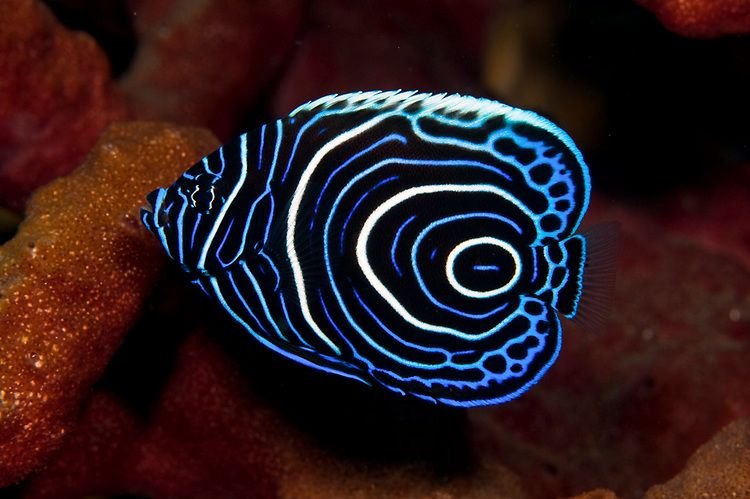 Emperor angelfish.