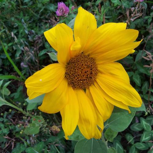 The #blossom Of The Big #yellow #flower Which I Still Suspect To Be A Different Kind Of #sunflower Yesterday