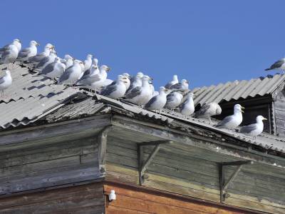 manywinged:manywinged:growing up by the coast means that instead of crows on your roof you get seagulls and it honestly feels much more threateningALTthese are friends. guys even.ALTthis is a mafia family