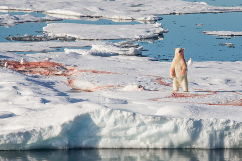 Last week up in the pack ice north of Svalbard, watching this young polar bear bury a fresh seal kil