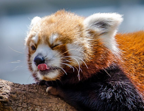 silveralicorn:  chawandar:  red panda :3  1) hangin out2) nap buds3) ate a sour grape 
